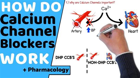 how calcium chanel blokers work|are calcium channel blockers safe.